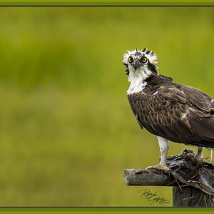 0048 Osprey After a catch  Lg.jpg