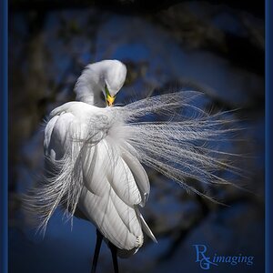 adult breeding egret  M (1).jpg