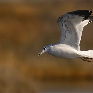 Ring-billed Gull Forsythe Nov 13 2019..jpg