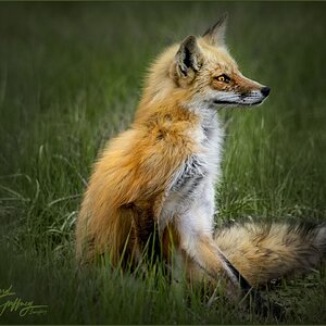 Foxy red  M.jpg