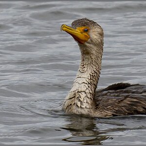 Cormorant at Forsythe  M.jpg