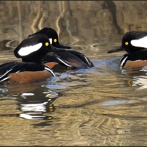 Three Hooded Mergansers at Forsythe A7 M3 Nov m.jpg