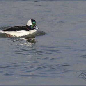 Bufflehead duck male Forsythe refuge Jan 31  M.jpg