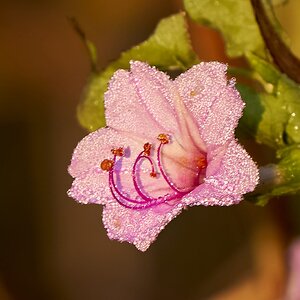 Dew covered wild flower