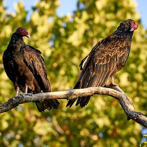 Pair of young turkey vultures