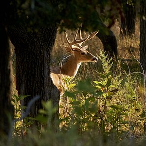 Buck in the mooning sun.