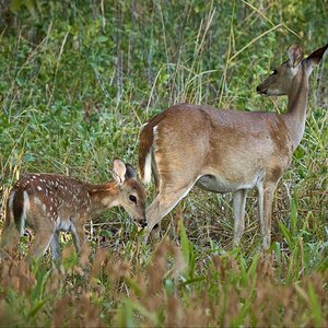 Stay close to mother