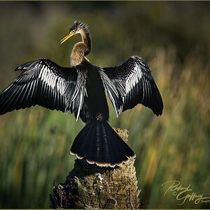 Air drying female Anhinga MMM.jpg