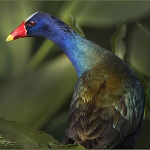 American purple Gallinule S Florida M.jpg