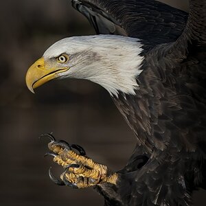 american bald eagle closeup