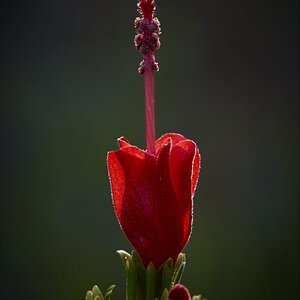 Early light on wild flower