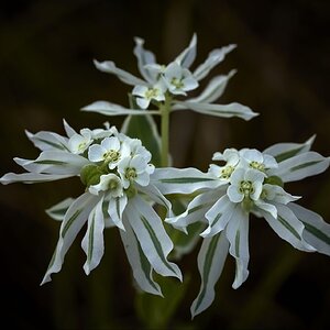 Wild flowers.