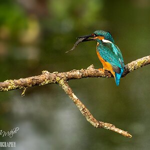 Kingfisher