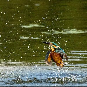 Kingfisher