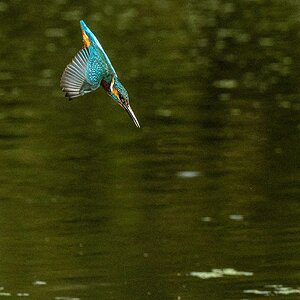 Kingfisher