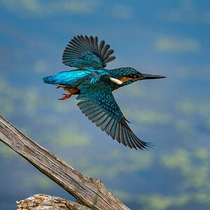 Kingfisher