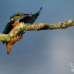 Kingfisher