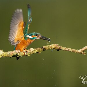 Kingfisher