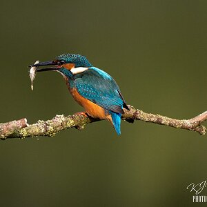 Kingfisher