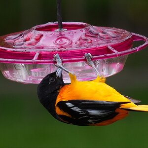 Determined Oriole