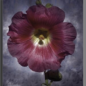 Down the allotment - Hollyhock.jpg