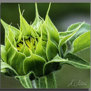 Down the allotment - Late blooming sunflower.jpg