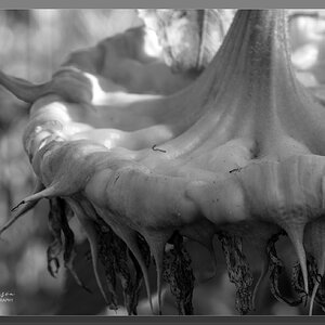 Down the allotment - Sunflower dropping seeds.jpg