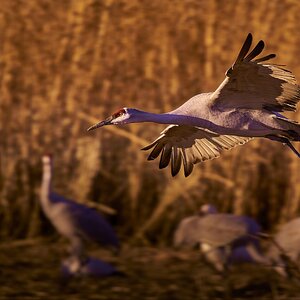 Sandhill Crane just after take off