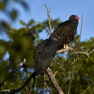Three vultures in the early sun
