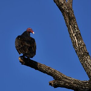 Turkey Vulture warming up