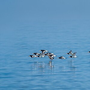 Sanderlings