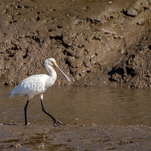 Spoonbill