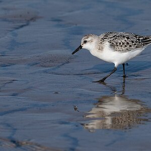 Sanderling