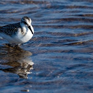 Sanderling