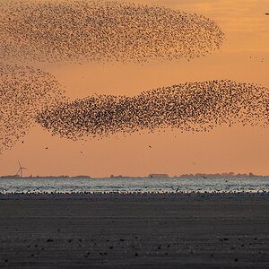 Seabirds