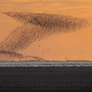 Seabirds