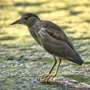 Heron