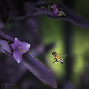 Coming in for a landing