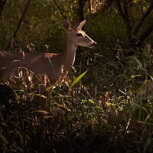 White tail deer in the late afternoon