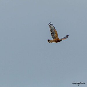 Red tailed hawk