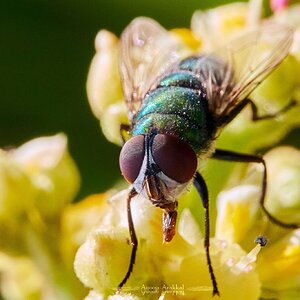 Common Fly