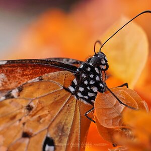 Common tiger butterfly