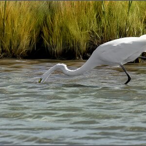 0016 Egret Sept 30 L.jpg