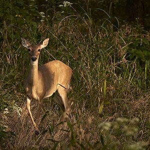 White tail deer early morning