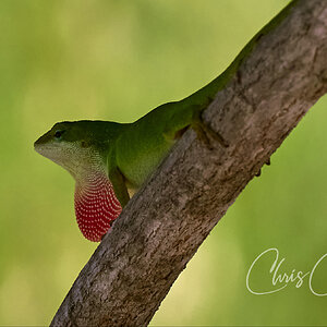 Gecko hanging out in the shade