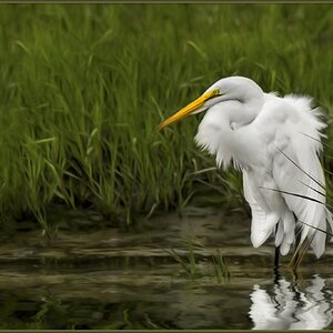 Great Egret at Oceanville Sept 2020 L.jpg