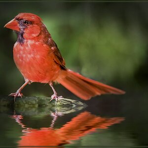 Northern cardinal 4 M.jpg
