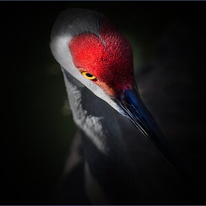 Sandhill crane 1.jpg