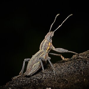 burrito de la vid (Naupactus xanthographus)