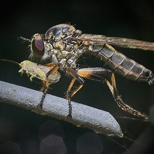 Mosca asesina (Asilidae)